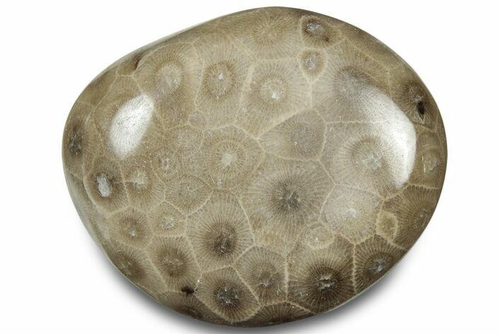 Polished Petoskey Stone (Fossil Coral) - Michigan #322983